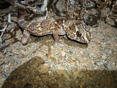 Chondrodactylus angulifer