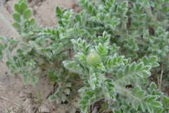 Dalea obovata