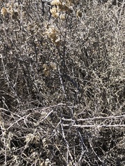 Neolasioptera willistoni