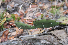 Opuntia drummondii
