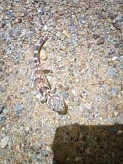 Chondrodactylus angulifer