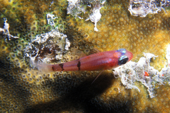 Apogon townsendi