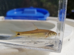 Enteromius trimaculatus