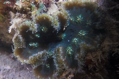Mycetophyllia