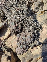 Sempervivum pittonii