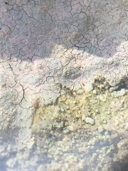 Trapelia placodioides