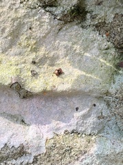 Trapelia placodioides