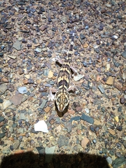 Chondrodactylus angulifer