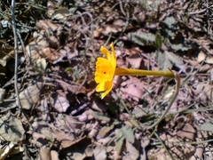 Narcissus assoanus
