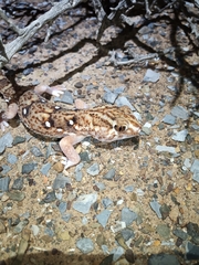 Chondrodactylus angulifer