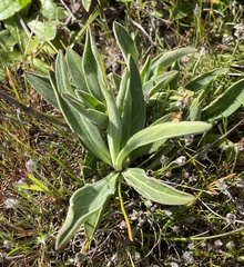 Silene scouleri scouleri