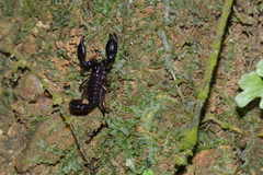 Broteochactas nitidus