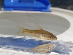 Enteromius paludinosus