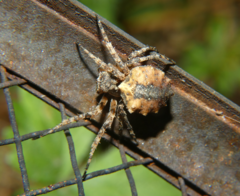 Acanthepeira cherokee