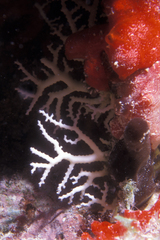 Stylaster roseus
