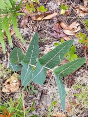 Asclepias humistrata image