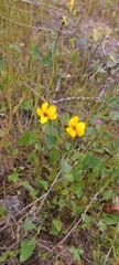Viola pedunculata