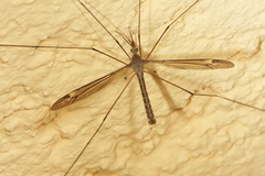 Tipula lateralis