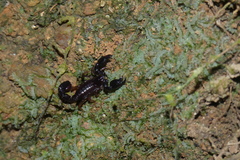 Broteochactas nitidus