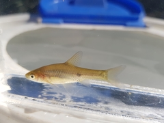 Enteromius paludinosus