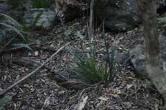 Carex uhligii