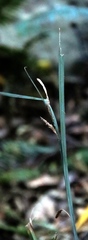 Carex uhligii