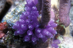 Clavelina puertosecensis