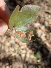 Phytomyza abdominalis