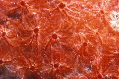 Monanchora arbuscula