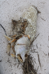 Sciaenops ocellatus