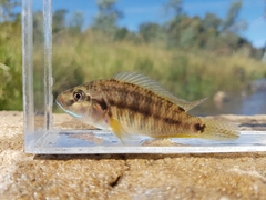 Pseudocrenilabrus philander