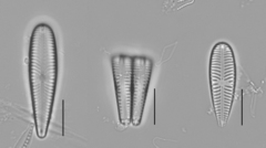 Gomphonella olivacea