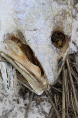 Sciaenops ocellatus