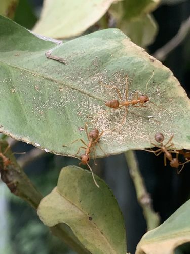 African Weaver Ant