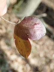 Phytomyza abdominalis