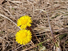 Tussilago farfara