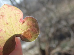 Phytomyza abdominalis