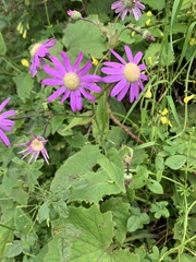 Pericallis tussilaginis image