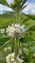 Hyptis lappacea