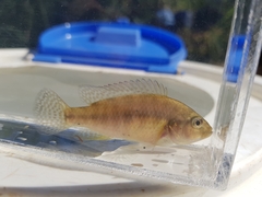 Pseudocrenilabrus philander