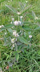 Hyptis lappacea