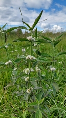 Hyptis lappacea