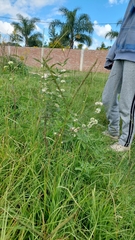 Hyptis lappacea