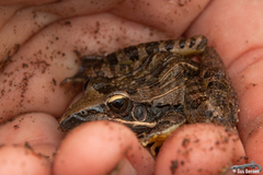 Ptychadena oxyrhynchus