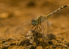 Diplacodes trivialis