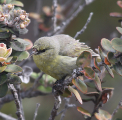 Chlorodrepanis virens