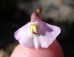 Utricularia grampiana