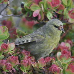 Chlorodrepanis virens