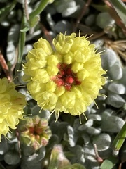 Eriogonum caespitosum