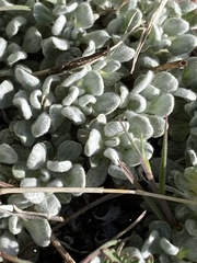 Eriogonum caespitosum